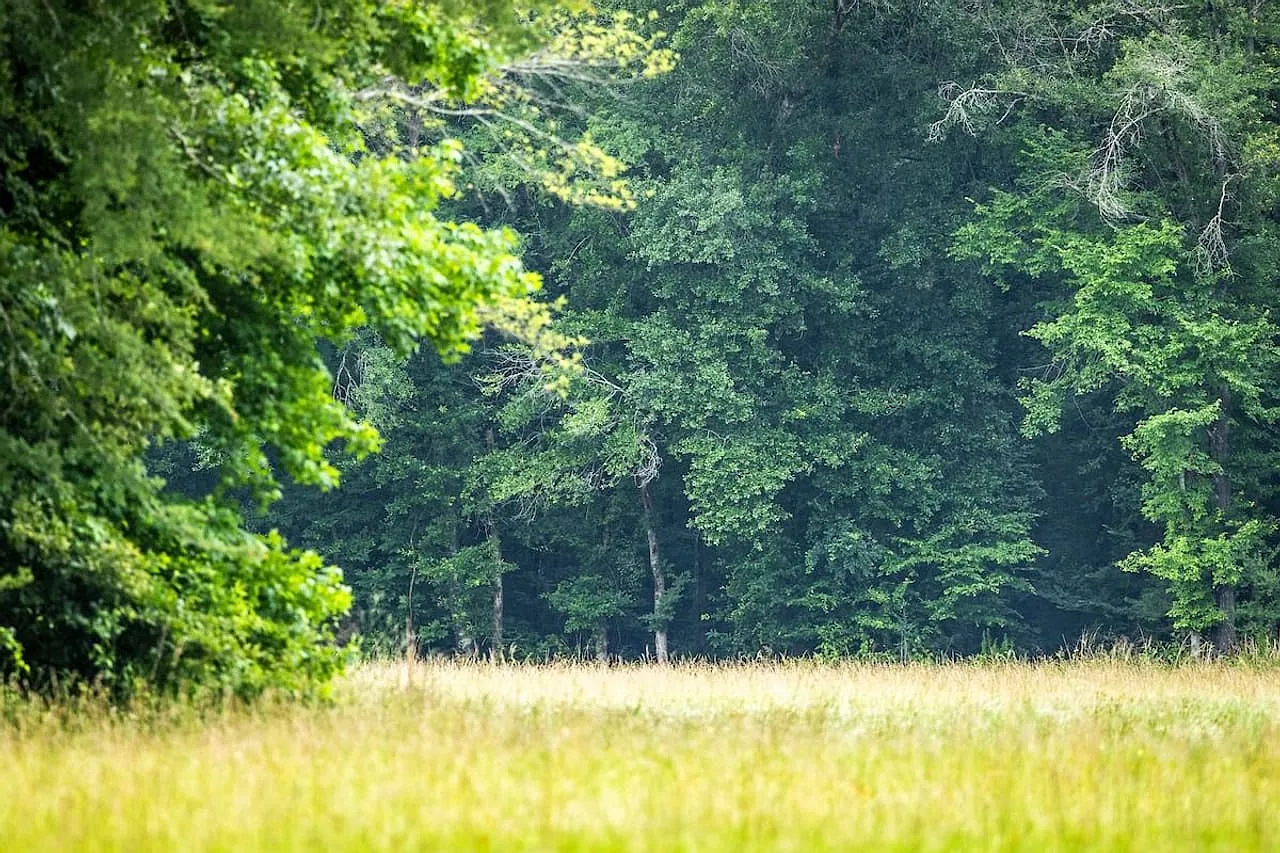 Keota Homestead — 12 acres of rolling pasture & woods — photo 5